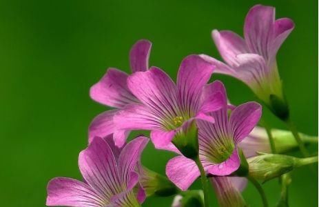  耐热■4款小花，最适合新手养，耐热又耐晒，花色美丽花期长，美爆