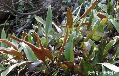  【湿润】在湿润的岩石上，看到1种“石苇”，请珍惜，并不是野草，珍贵！