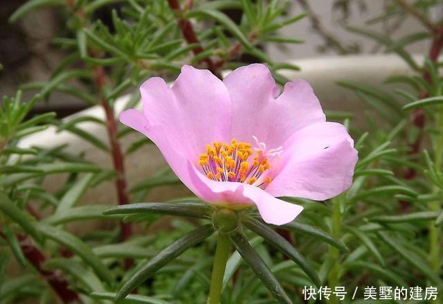  「旺财旺」3种花造型奇特还好养，家里养一盆，旺财旺运好运到，谁养谁喜欢