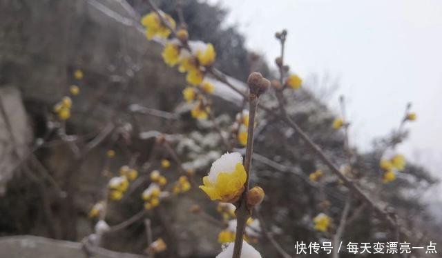 作为一个山东人，下雪不只有刷朋友圈，还要……