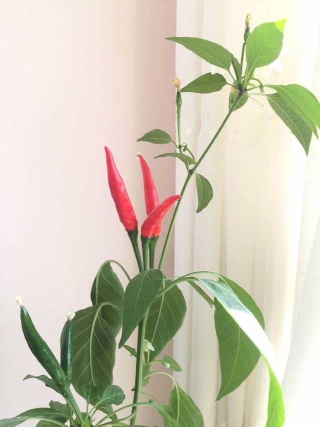  #蔬菜#阳台养上“3种菜”，吃一茬长一茬，全家吃都够了