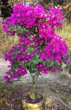  「妖娆」喜欢养护花卉，就可以养护“妖娆多姿”的花卉，开花容易爆盆，美
