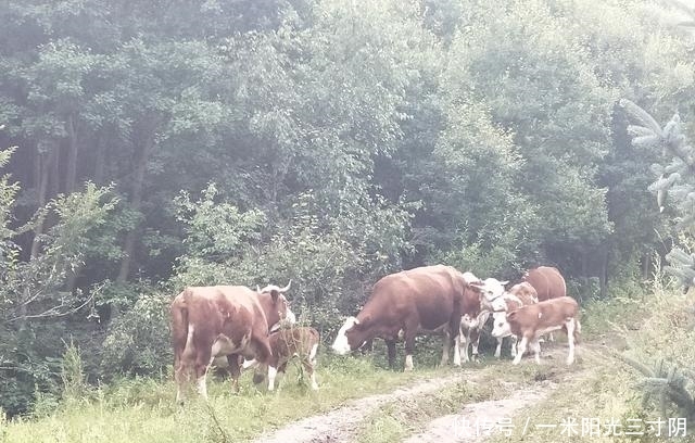 桦皮岭景区，如果只知道是天路的东入口，你就OUT了