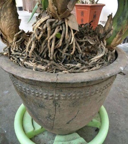  #栀子花#养了2年的栀子花，一换盆就死了，问题不在花身上，在你身上