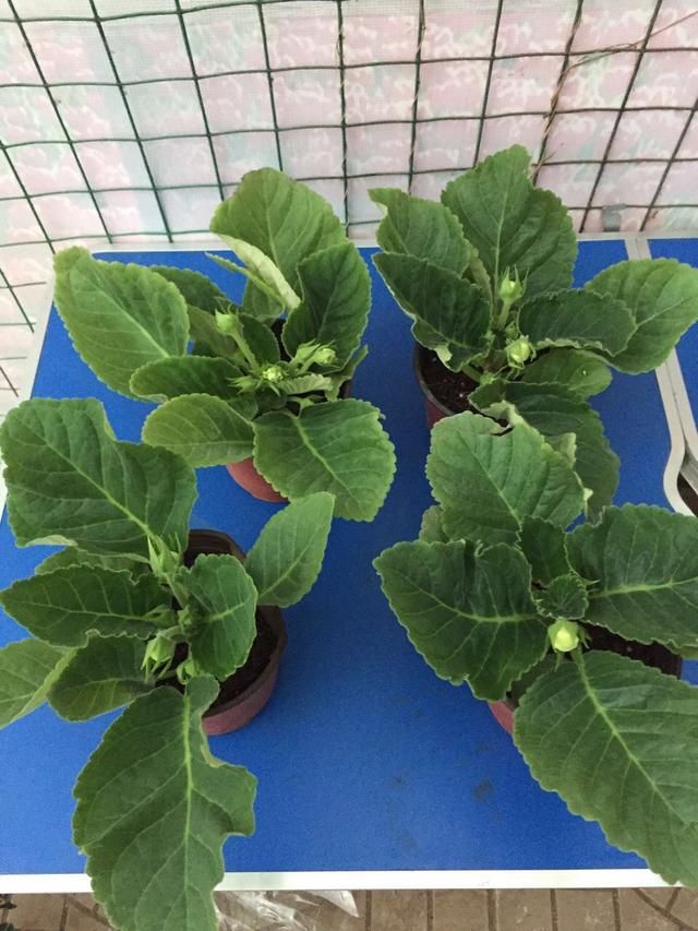  [叶子]4种花“适宜”在五月扦插，2周生根、下个月就开花，别花钱买了