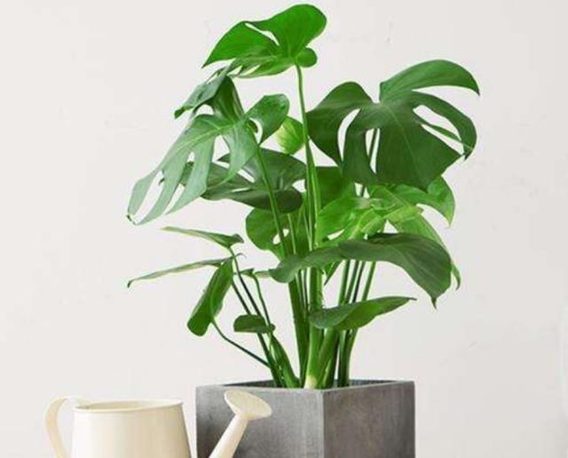 观叶■喜欢养殖观叶植物,就选龟背竹,不争肥水和阳光,养起来省心