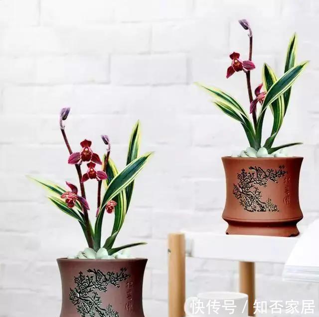  倾心|红神荷，艳而不俗，美到让你倾心的兰花，家庭养兰一定要养一盆