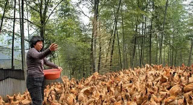 农民工回乡创业搞养殖，养点啥最赚钱呢？不是养猪！