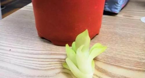 毕竟@碰上这种多肉,直接分株吧,毕竟是圈里出名的叶插老大难