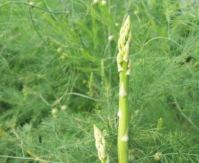 「芦笋」阳台适合种什么菜?2种菜,简单好养,种一次吃多次,月月有收获