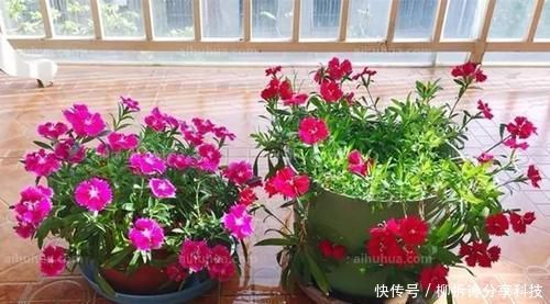 杀菌消毒:什么多菌灵都不如这种药水,养花生根快,还能延长花期