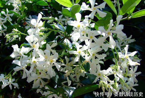  [花开花]此花开花量大，清新秀丽，阳台养一盆，开出一片花海！