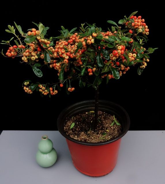 走进盆景基地，欣赏精美的盆景作品，诗书得古趣，风物畅精神