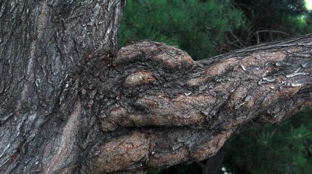  「生长」家养绿萝，就用这种“天然肥水”，1根枝窜“几米”，长成瀑布！