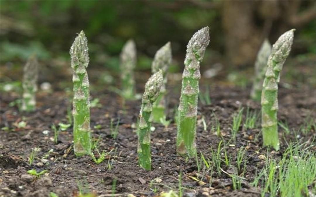  [特别]芦笋种植虽简单，要是这些方面做不好，也别想实现高收益