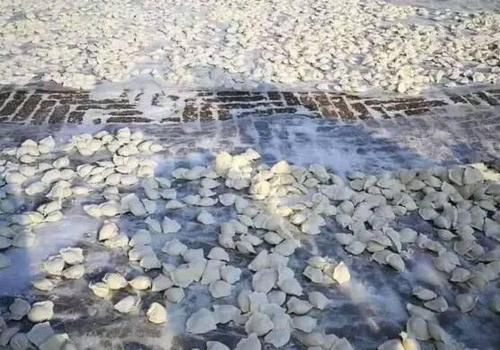 看北方人是如何冻饺子的，南方人表示看不懂，网友：太“壕”