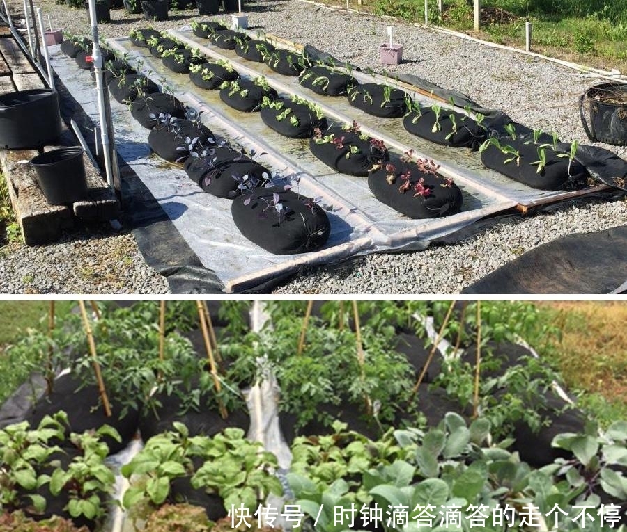 【丰收】都是自家种菜,邻居大叔直接用纱布袋!几十天一丰收,多的还能拿去卖