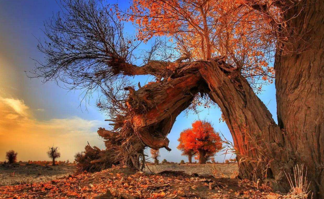 中国面积最大的村庄，1321人生活在沙漠深处，至今搞不清来历