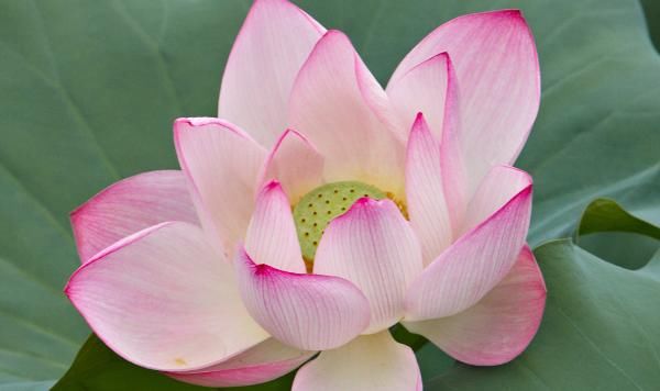  「寓意」每种花都有不同的寓意，你知道每个月代表的花吗，来了解美丽的它