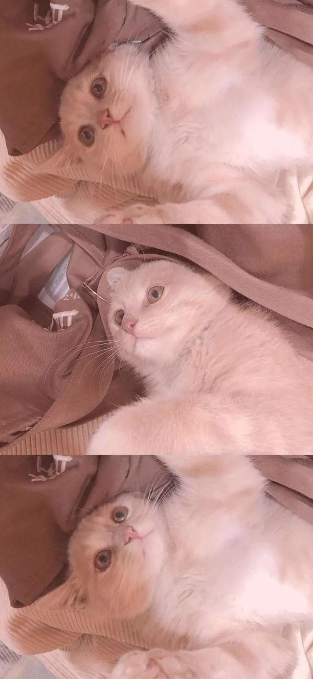  『星球』80张超可爱的猫咪壁纸丨我来自喵星球，来地球只是为了遇见你