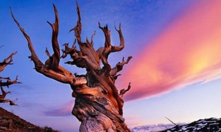 地球最古老的五棵树，陕西省就占一棵，至今已有五千年的历史！