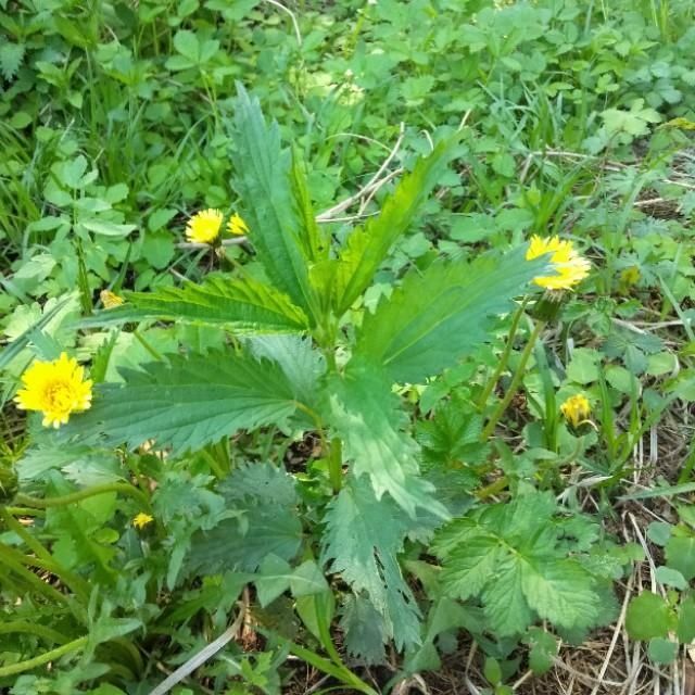 「山野菜」东北大山里的山野菜,你见过的有几种,能说出来吗