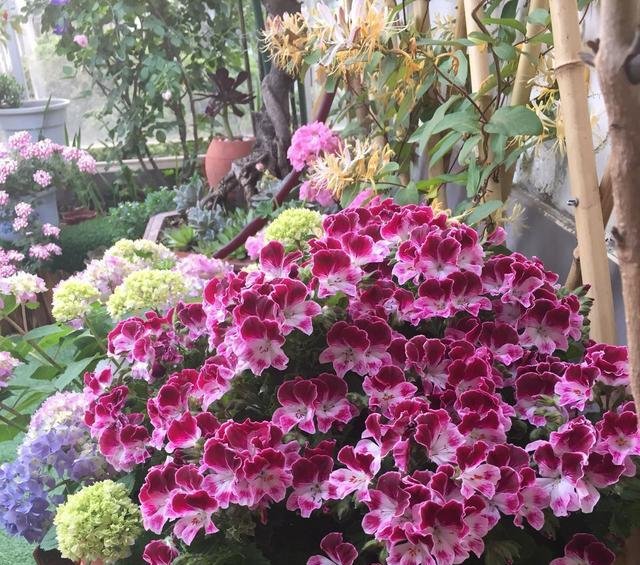  狂野：3种普通花，开花很狂野，最适合养阳台上，四季观花海