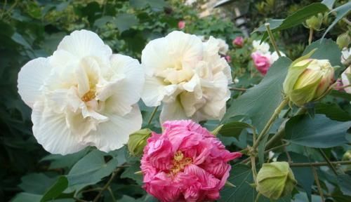  变色■你见过会变色的花卉吗？这些花为什么会变色呢？合理解释一览