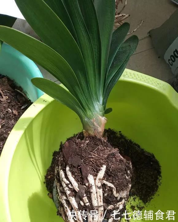  『花开』4种花，就要挤着养，挤一点才能不烂根、长得旺，花开更繁茂！