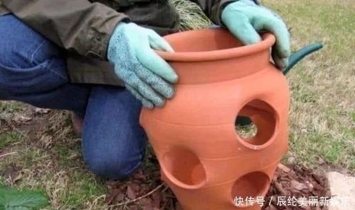 「草莓盆栽」摘来的草莓水果还能用来播种,很快就能开花结果