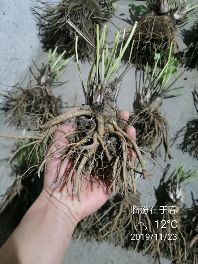  长达：这花名字土掉渣，开花却特美，花期长达3个月