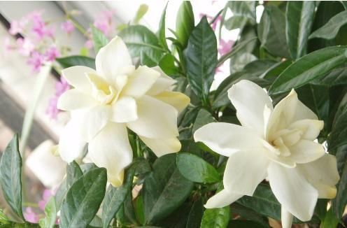  「质量」卧室养这6种花，能让你的睡眠质量大大的提高，从而不失眠