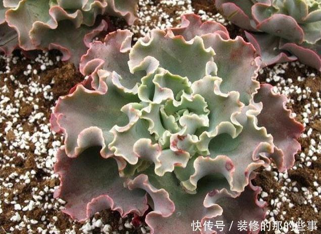 白色粉末|养尽天下多肉,多肉介绍,这几种拟石莲花属,你造不造啊