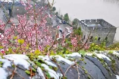 知否知否，应是暗香浮动，浙江已进入赏梅佳期！