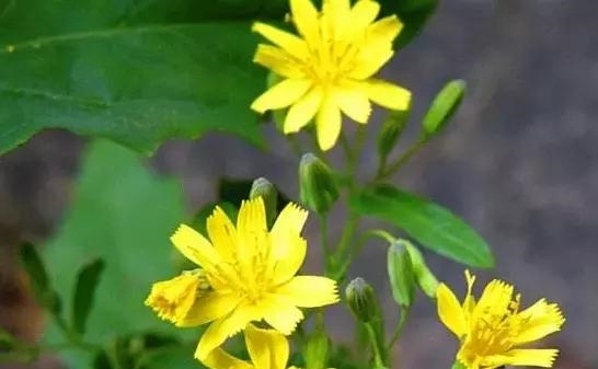 农村地里生长的一种野草，非常像菊花，但是却不知道它很值钱