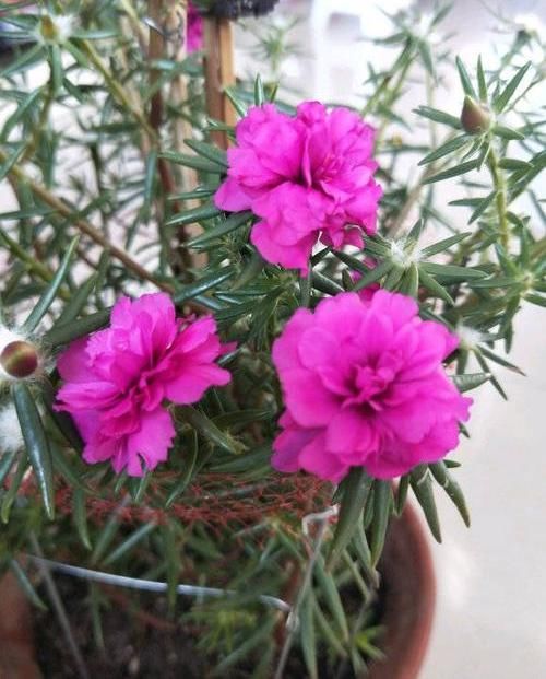  #花点#大爱太阳花，号称“养不死”，稍微花点小心思，阳台都开爆了