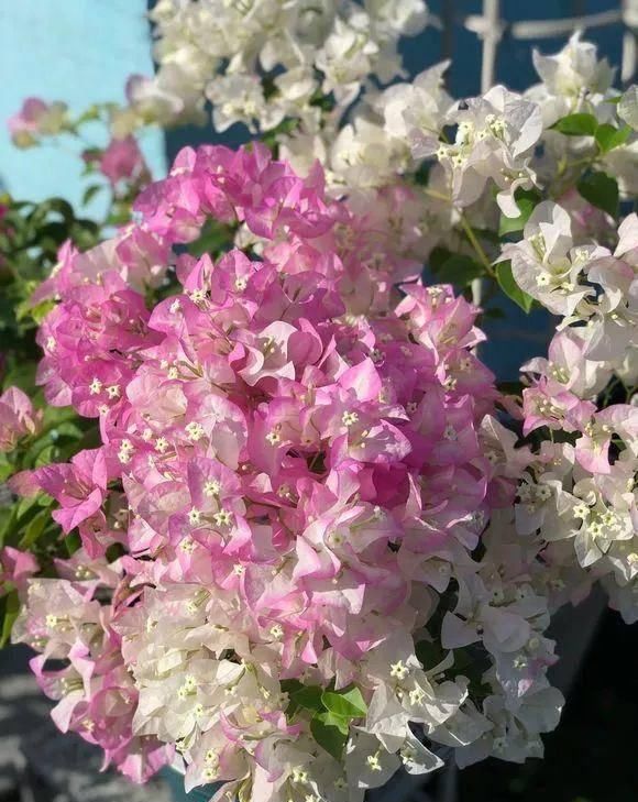  「暗斑夕阳红」这13种三角梅被称“开花机器”小苗就不断开花，适合阳台盆栽