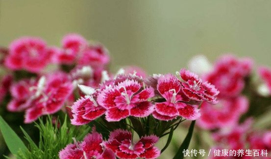 「名字」石竹这可不是一种竹子的名字,它是一朵美丽的花儿呀