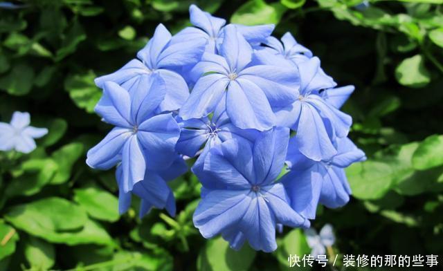 『喜欢』新手喜欢养护花卉,就选择花色绚丽,花期长,美丽漂亮的5种花卉
