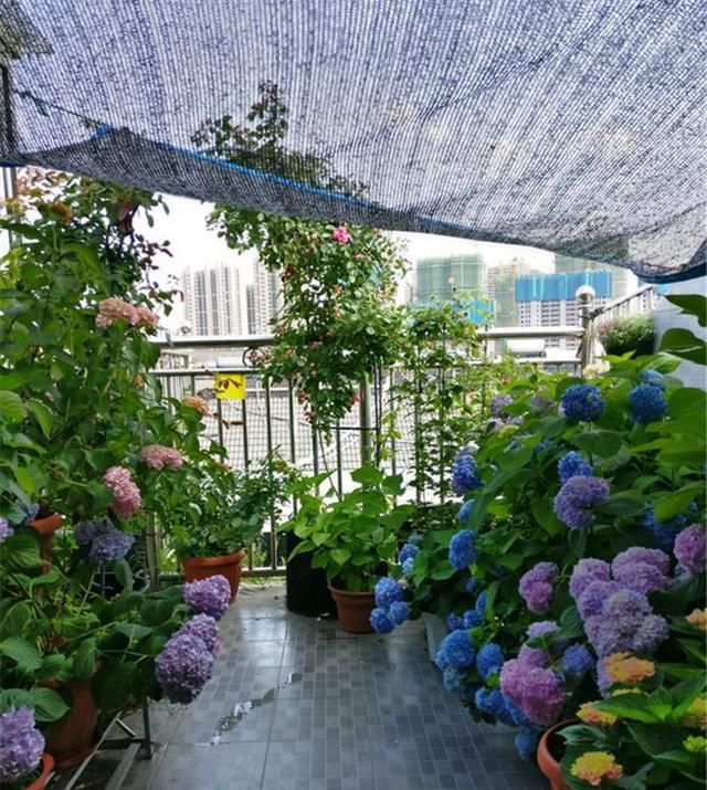  绣球|绣球赶紧这样做，否则只长个子不开花！