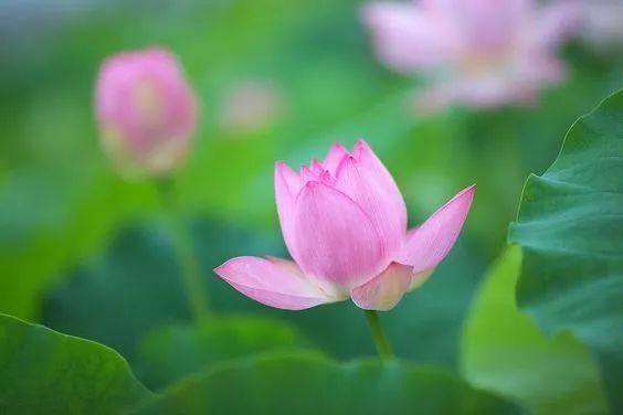 【花中】中国10大名花，哪个是你的最爱？