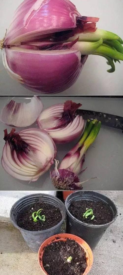  [散射光]厨房里的盆栽绿植园，绿色的生活有更加精彩
