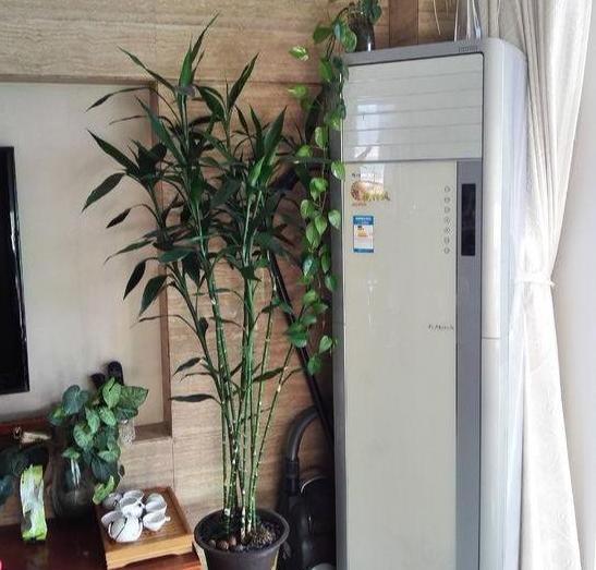 嫩叶:别再抱怨水培富贵竹不见长,学会居家土培,植株蹭蹭长侧枝嫩叶