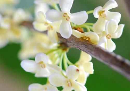  「扦插繁殖」拿这些花“练扦插”，1个月冒花苞，花期开花更漂亮！