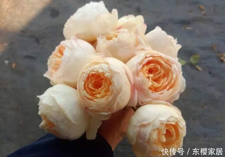  【含苞待放】珍品月季“少女之心”，含苞待放，清秀淡雅，实属养花首选