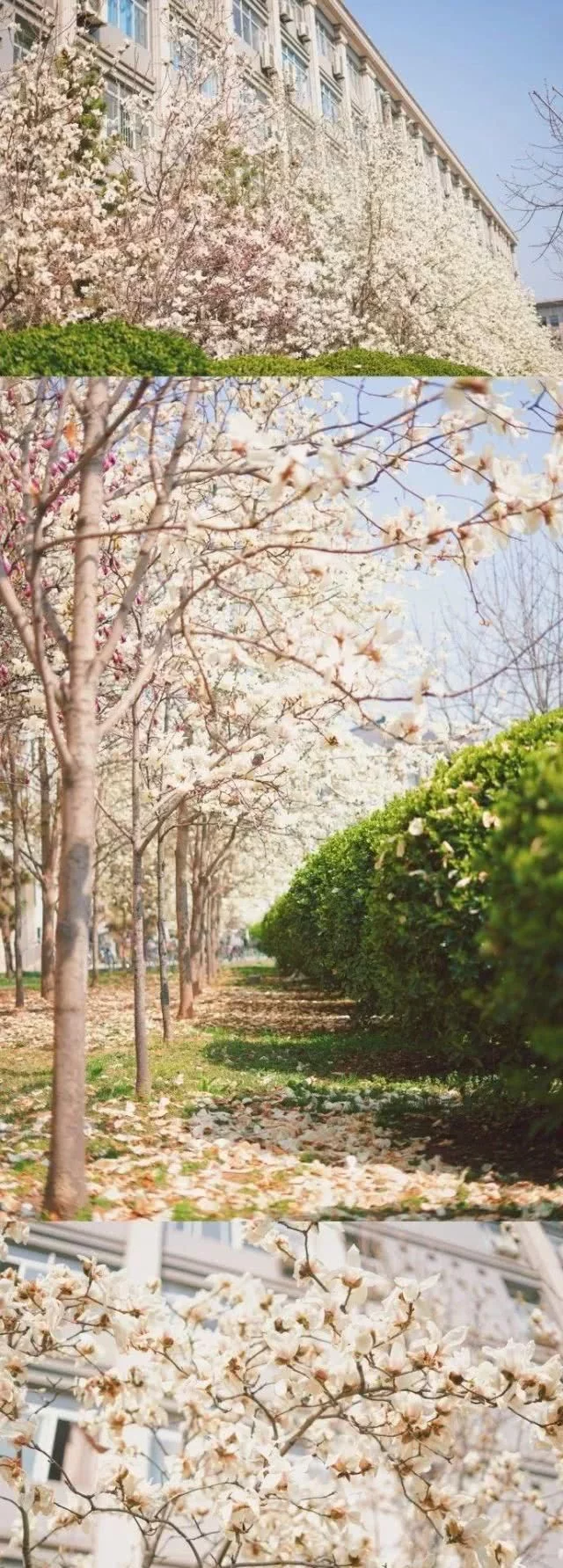 阳春三月,群芳争艳!来看西安这些“花花世界”的最佳踏春赏花指南