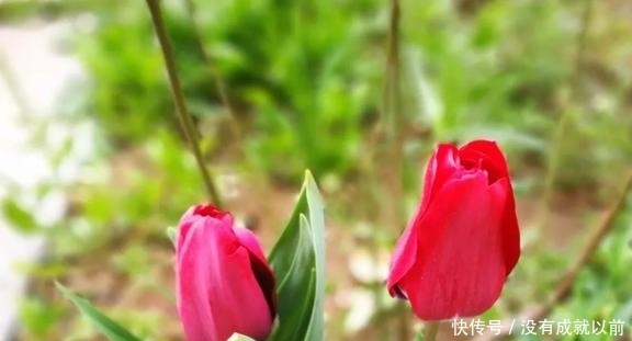  『福而摩沙』两年郁金香种植回顾