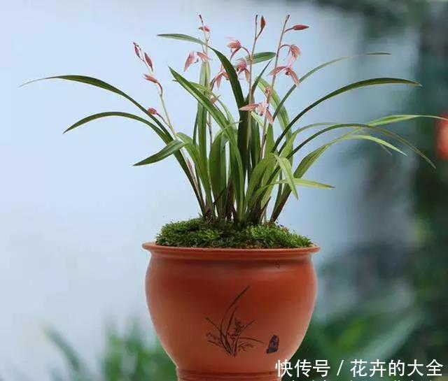  『盆服』兰花养护小技巧，3分钟学会，快速上盆服盆，花香浓郁开花多