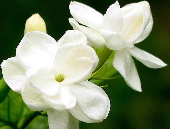  #蜀葵#此几款花放阳台，每天浇水就爆盆，天天浇水，天天爆盆，绚丽多彩