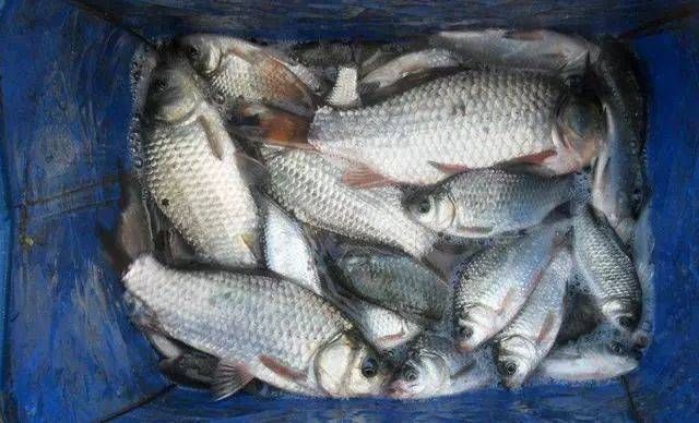  「丁香油」不用买！这几种钓鱼小药你家里就有（附配方）